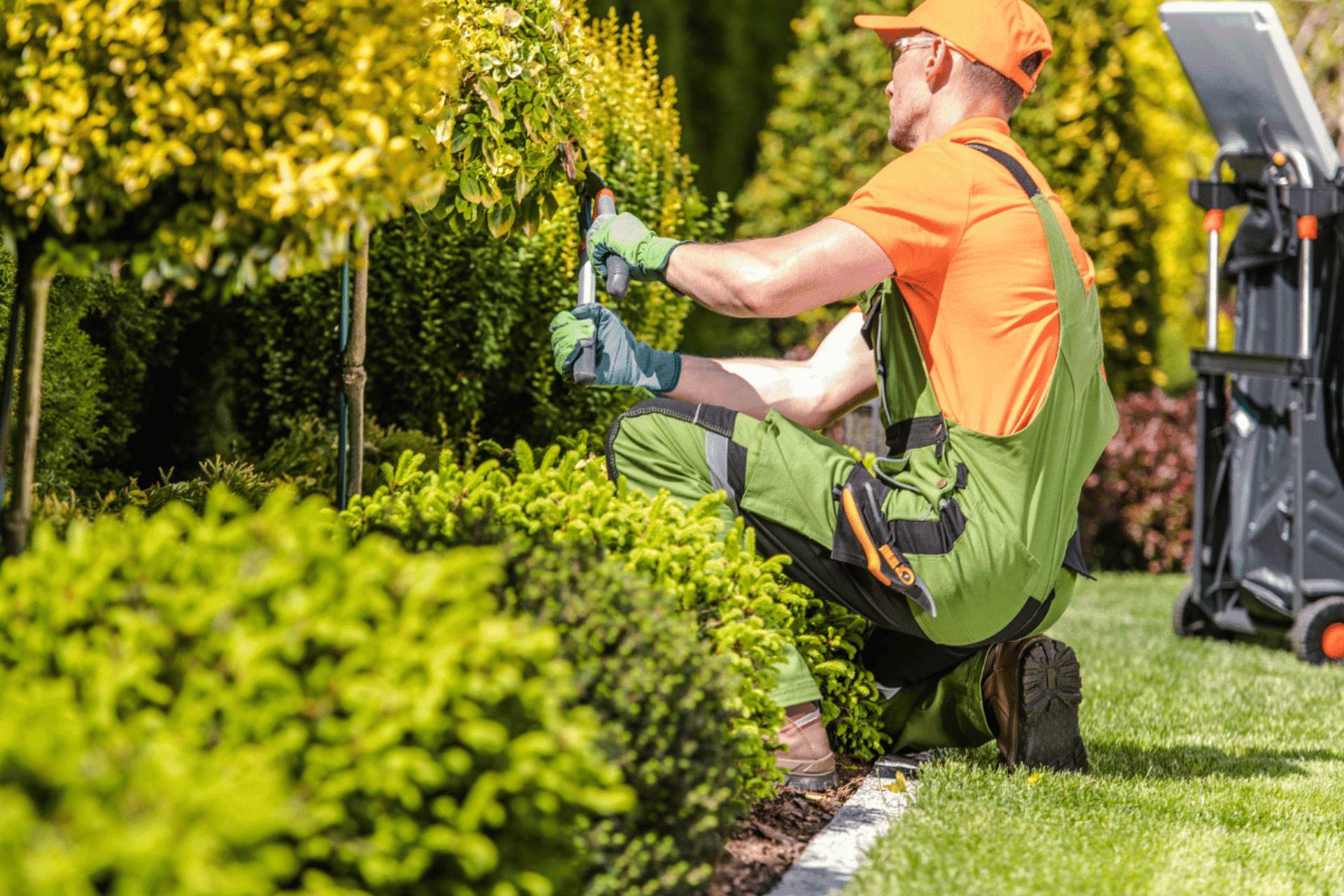 Hedge Trimming service by Midgard Mowing